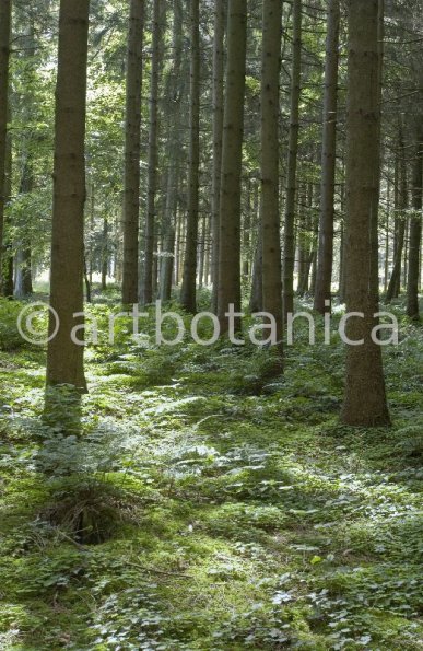 Natur-Wald-18
