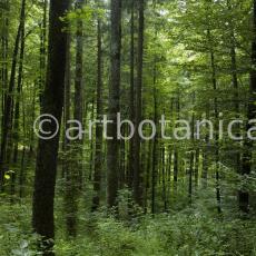 Natur-Wald-5