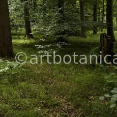 Natur-Wald-12