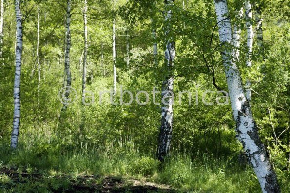 Natur-Wald-69