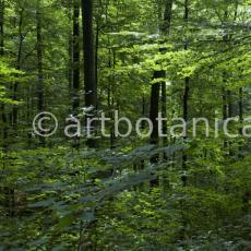 Natur-Wald-4