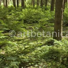 Natur-Wald-17