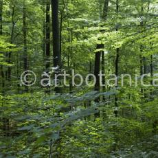 Natur-Wald-3