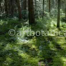 Natur-Wald-9