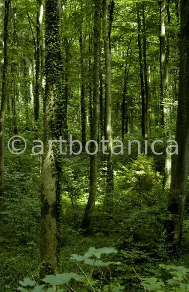 Natur-Wald-21