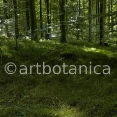 Natur-Wald-31