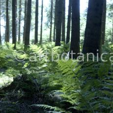 Natur-Wald-1