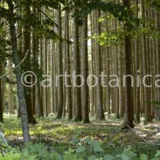 Natur-Wald-23