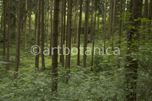 Natur-Wald-73