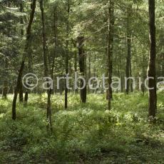 Natur-Wald-84