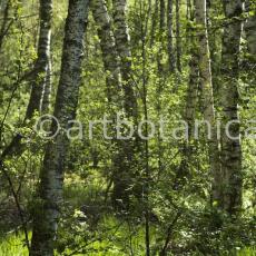 Natur-Wald-67