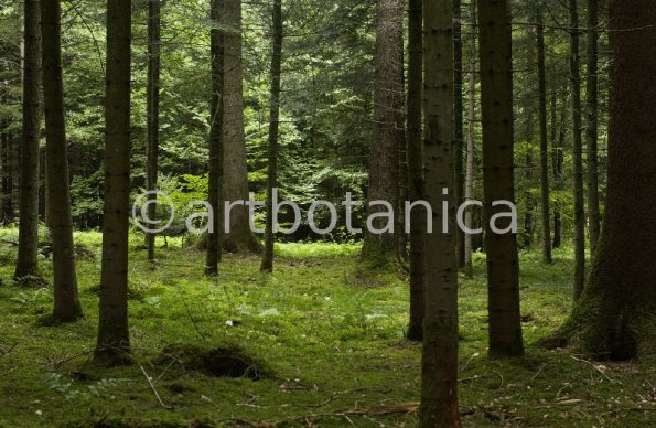Natur-Wald-52