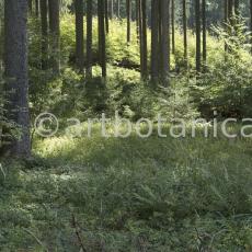Natur-Wald-83