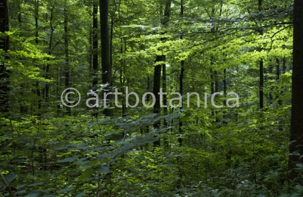 Natur-Wald-4