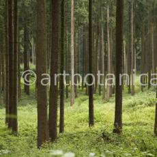 Natur-Wald-75
