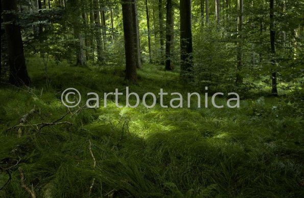 Natur-Wald-33