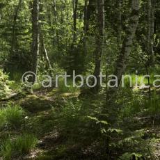 Natur-Wald-66