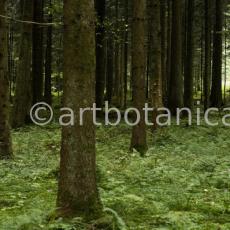 Natur-Wald-51