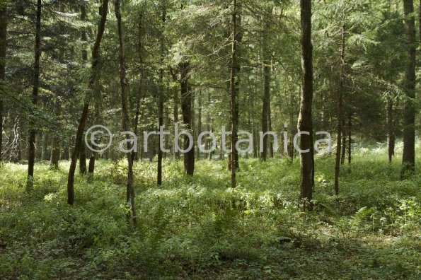 Natur-Wald-84