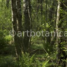 Natur-Wald-62