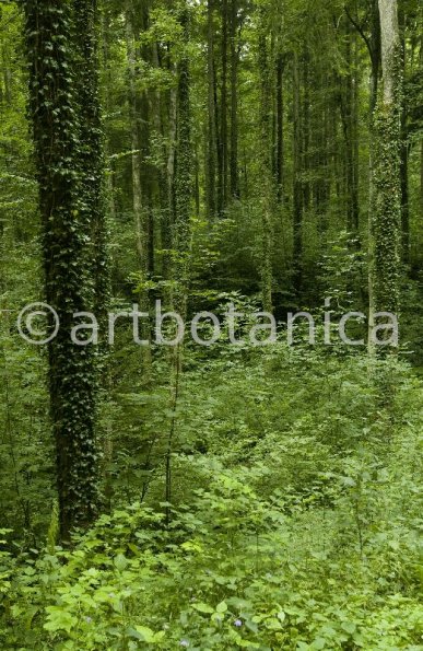 Natur-Wald-25