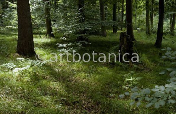 Natur-Wald-35