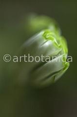 Natur-Waldmysterien-8