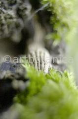 Natur-Waldmysterien-4