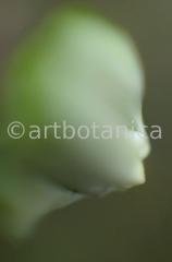 Natur-Waldmysterien-5