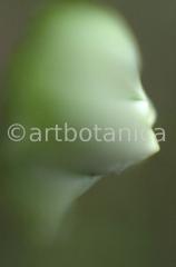 Natur-Waldmysterien-6