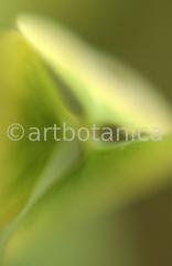 Natur-Waldmysterien-3