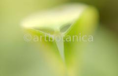 Natur-Waldmysterien-2