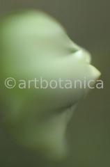 Natur-Waldmysterien-7