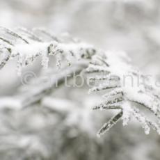 Natur-Winterimpressionen-3