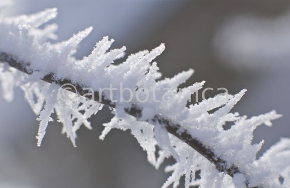 Natur-Winterimpressionen-10