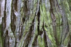 Strukturen-Baumrinden-8