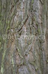 Strukturen-Baumrinden-18