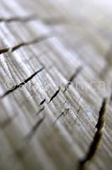 Strukturen-Baumrinden-2