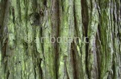 Strukturen-Baumrinden-9