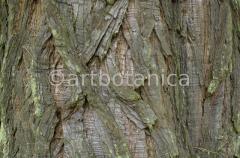 Strukturen-Baumrinden-4