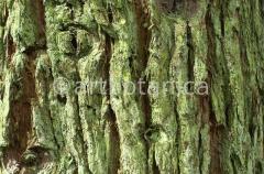 Strukturen-Baumrinden-6