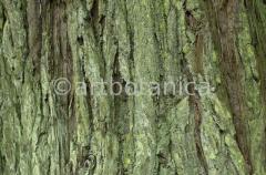 Strukturen-Baumrinden-5