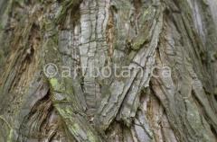 Strukturen-Baumrinden-3