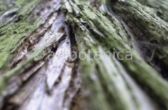 Strukturen-Baumrinden-7