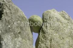 Strukturen-Felsformation-Zange-5