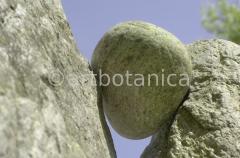 Strukturen-Felsformation-Zange-6