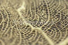 Strukturen-Koralle-1