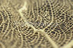 Strukturen-Koralle-2