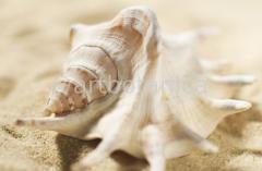 Strukturen-Muschel-33