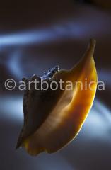 Strukturen-Muschel-6